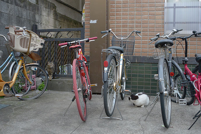 街のねこたち