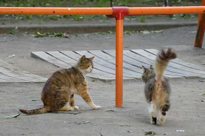 街のねこたち