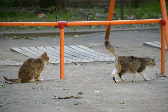 街のねこたち