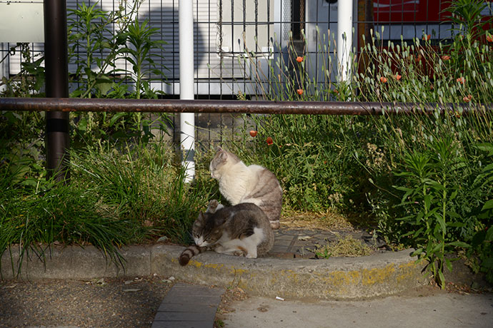 街のねこたち