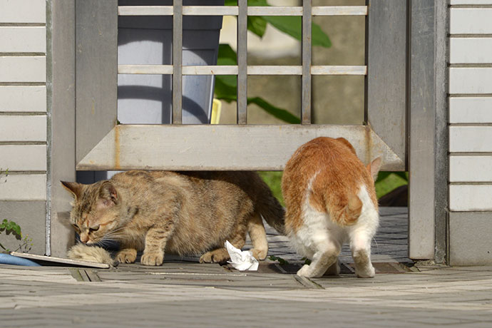 街のねこたち