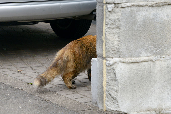 街のねこたち