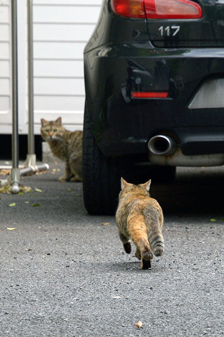 街のねこたち