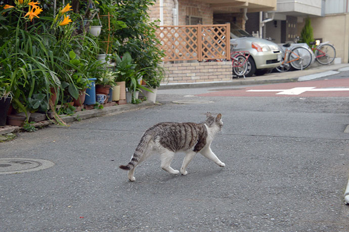 街のねこたち