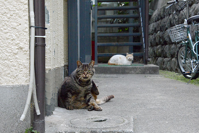 街のねこたち