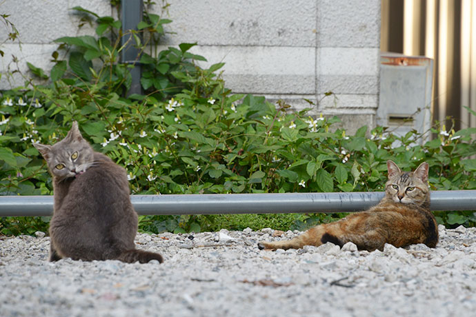 街のねこたち