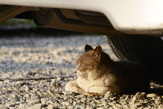 街のねこたち