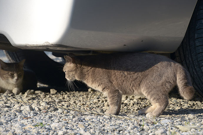 街のねこたち