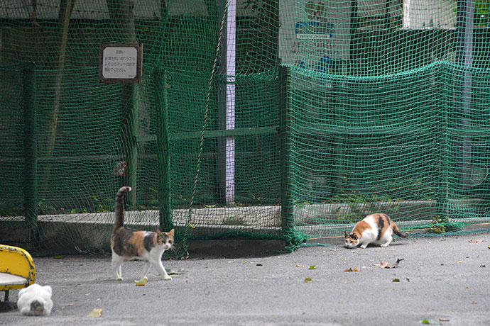 街のねこたち