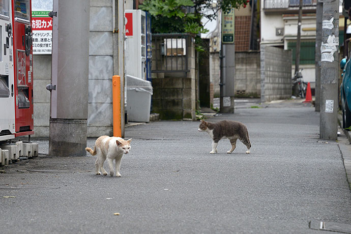 街のねこたち