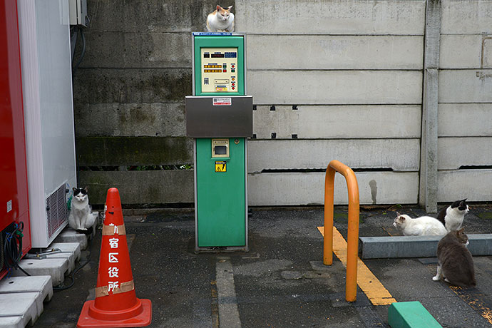 街のねこたち