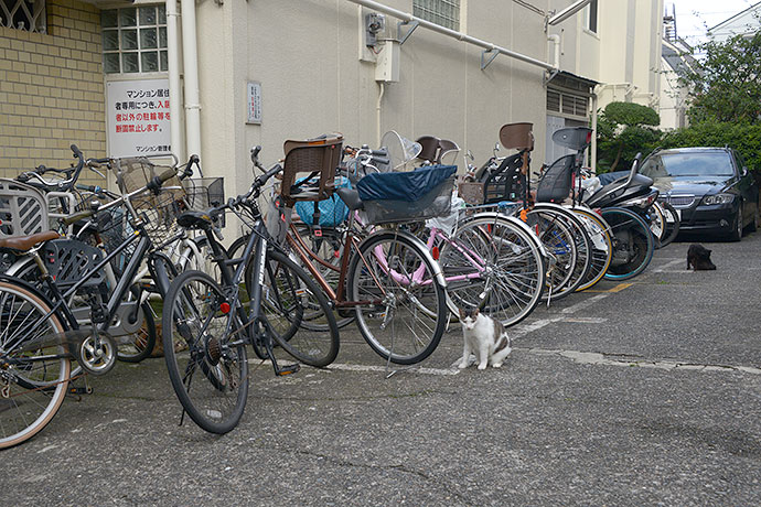 街のねこたち