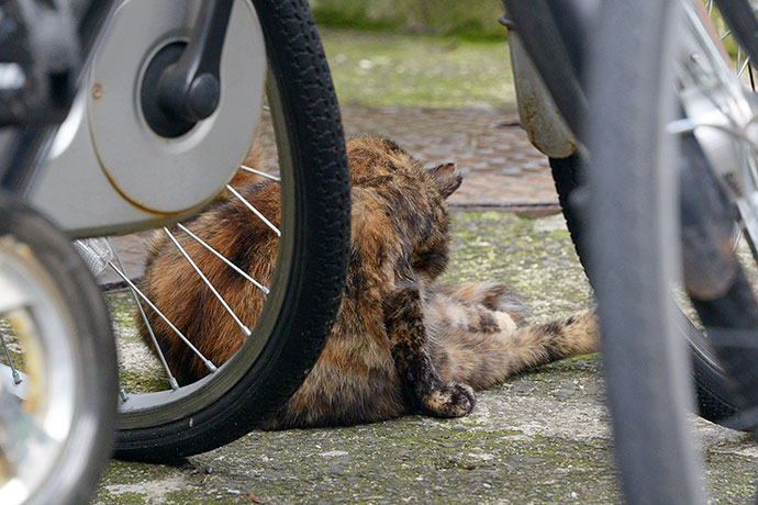 街のねこたち