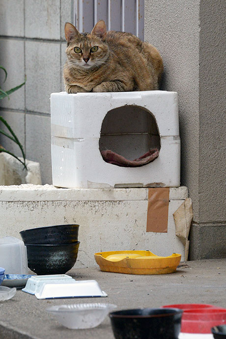 街のねこたち