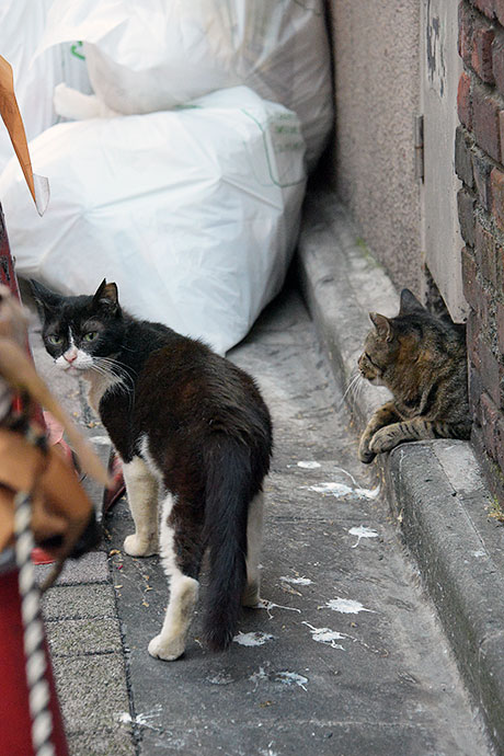 街のねこたち