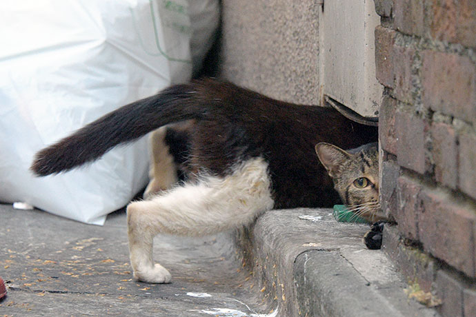街のねこたち