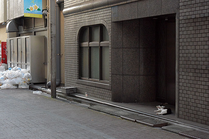 街のねこたち