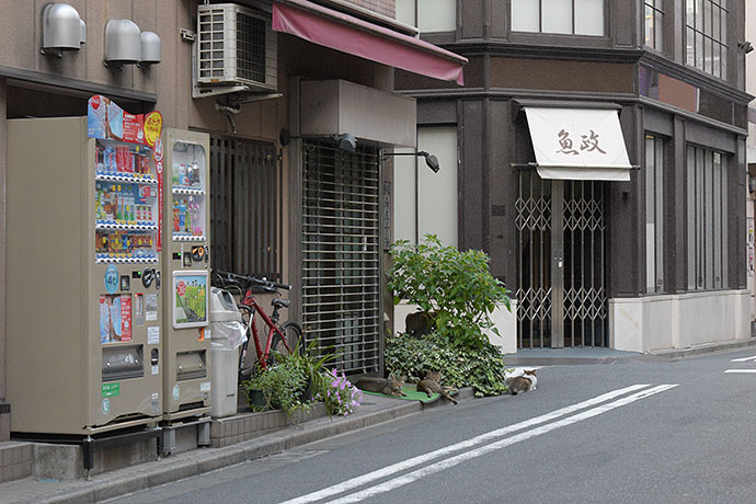 街のねこたち
