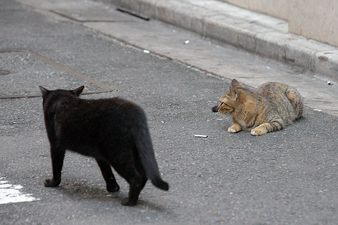 街のねこたち