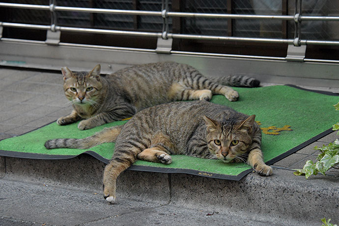 街のねこたち