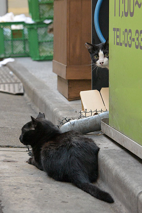 街のねこたち