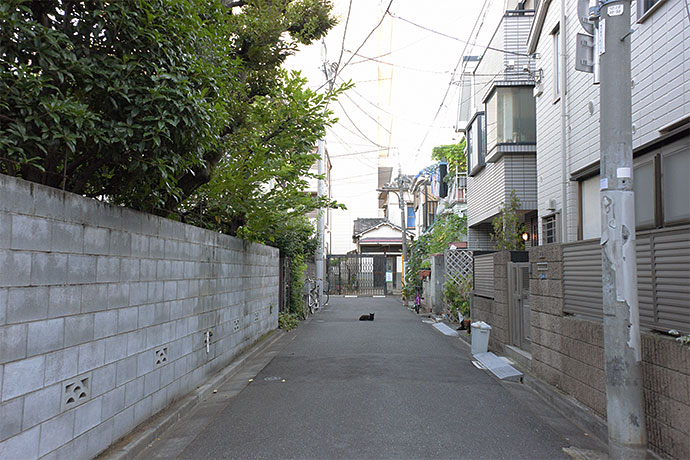 街のねこたち