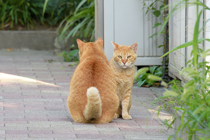 街のねこたち