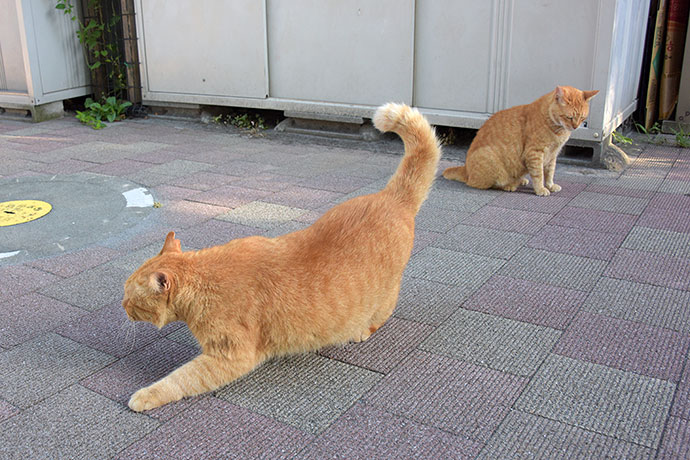 街のねこたち