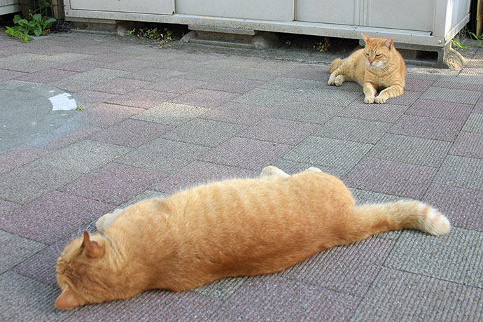 街のねこたち