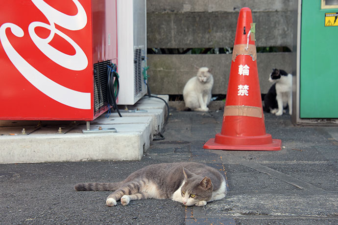 街のねこたち