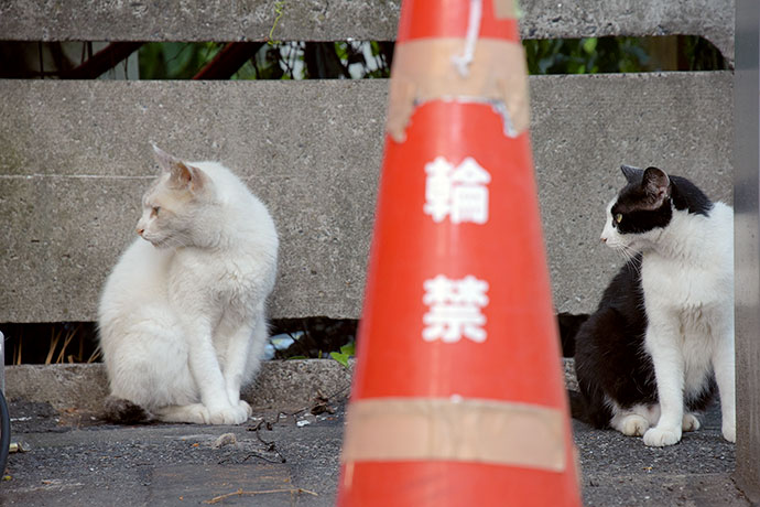 街のねこたち