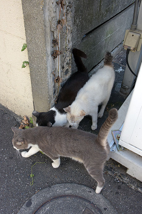 街のねこたち