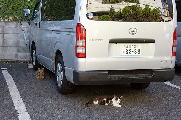 街のねこたち