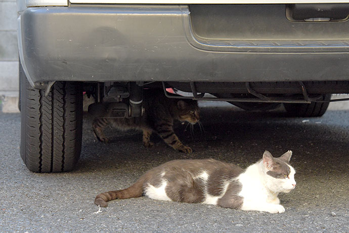 街のねこたち