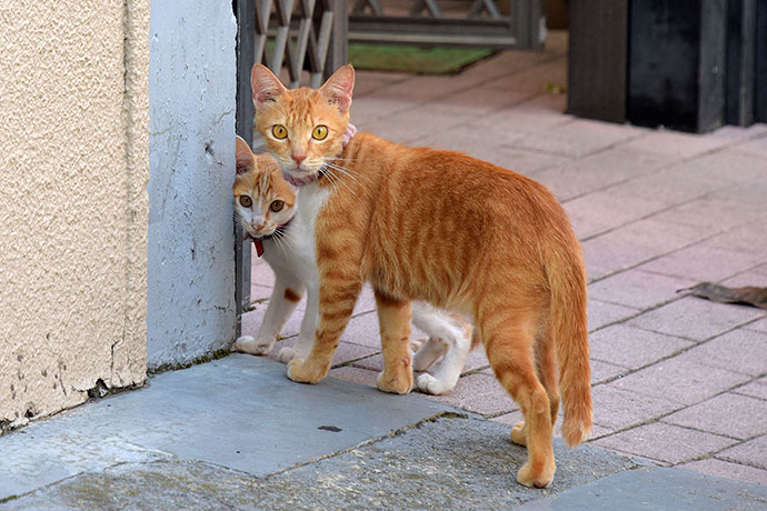 街のねこたち