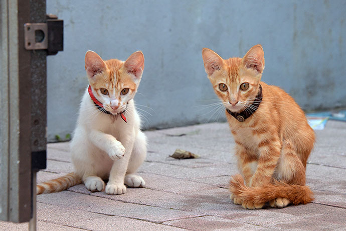 街のねこたち