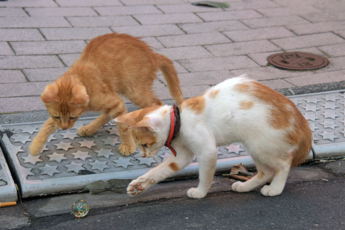 街のねこたち