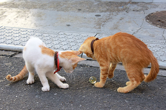 街のねこたち