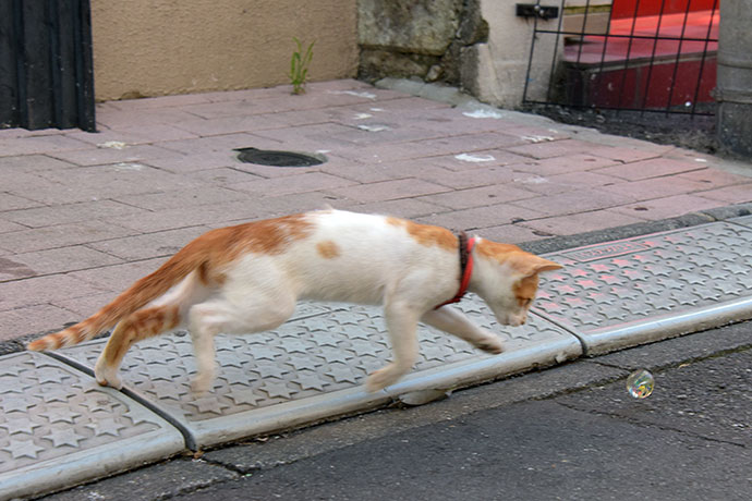 街のねこたち