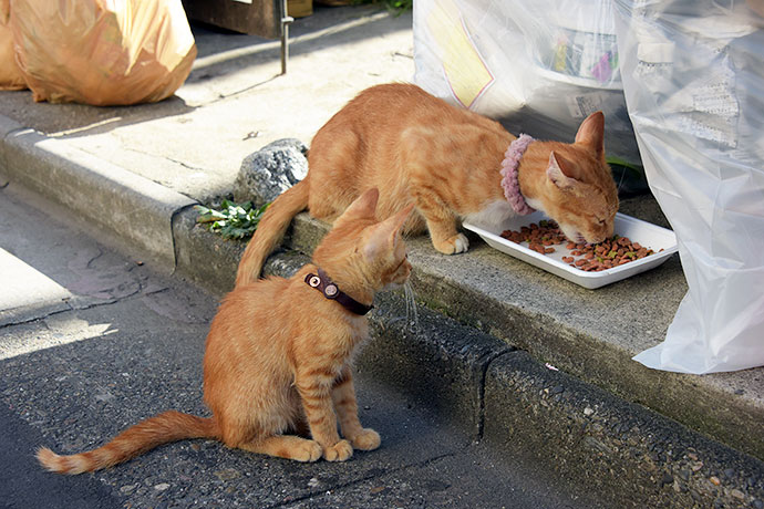 街のねこたち