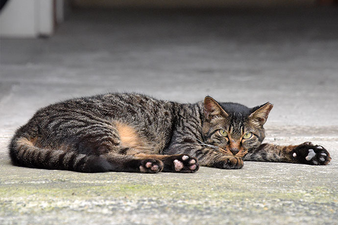 街のねこたち