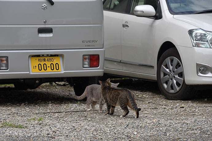 街のねこたち