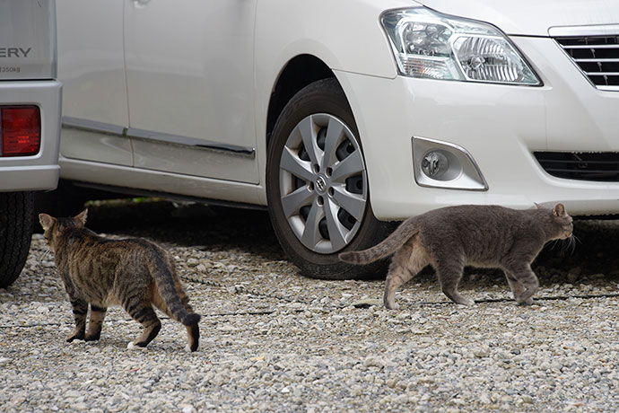 街のねこたち