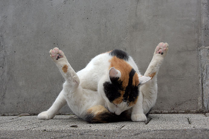 街のねこたち