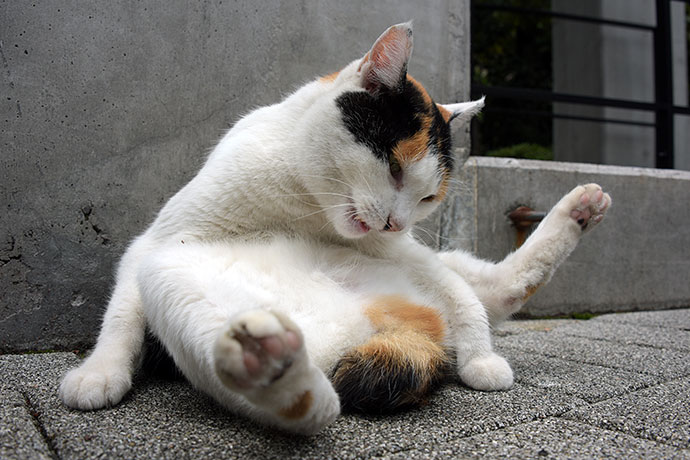 街のねこたち