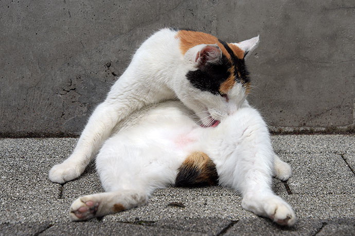 街のねこたち
