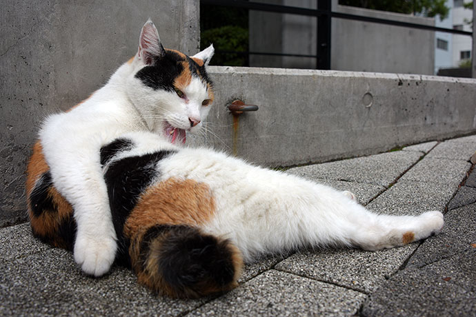 街のねこたち