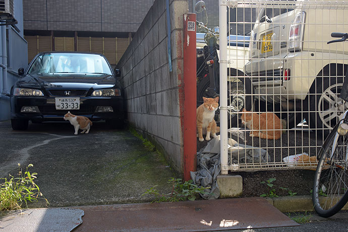街のねこたち