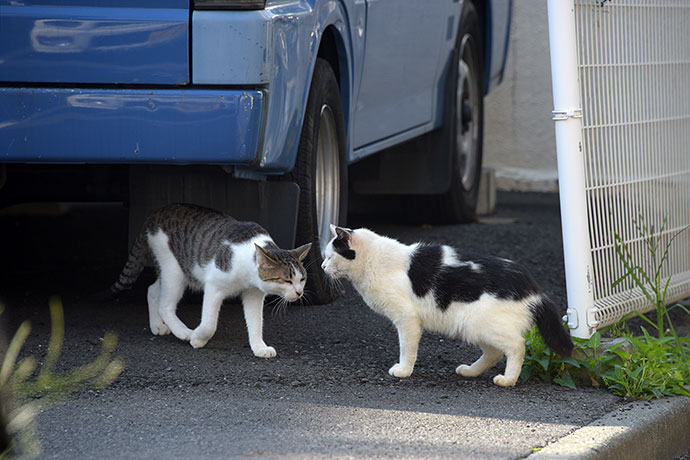 街のねこたち