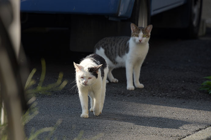 街のねこたち